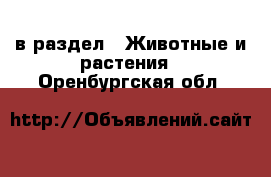  в раздел : Животные и растения . Оренбургская обл.